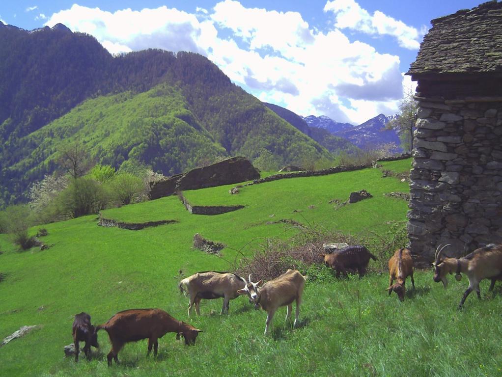 Farm stay Agri Scinghioera