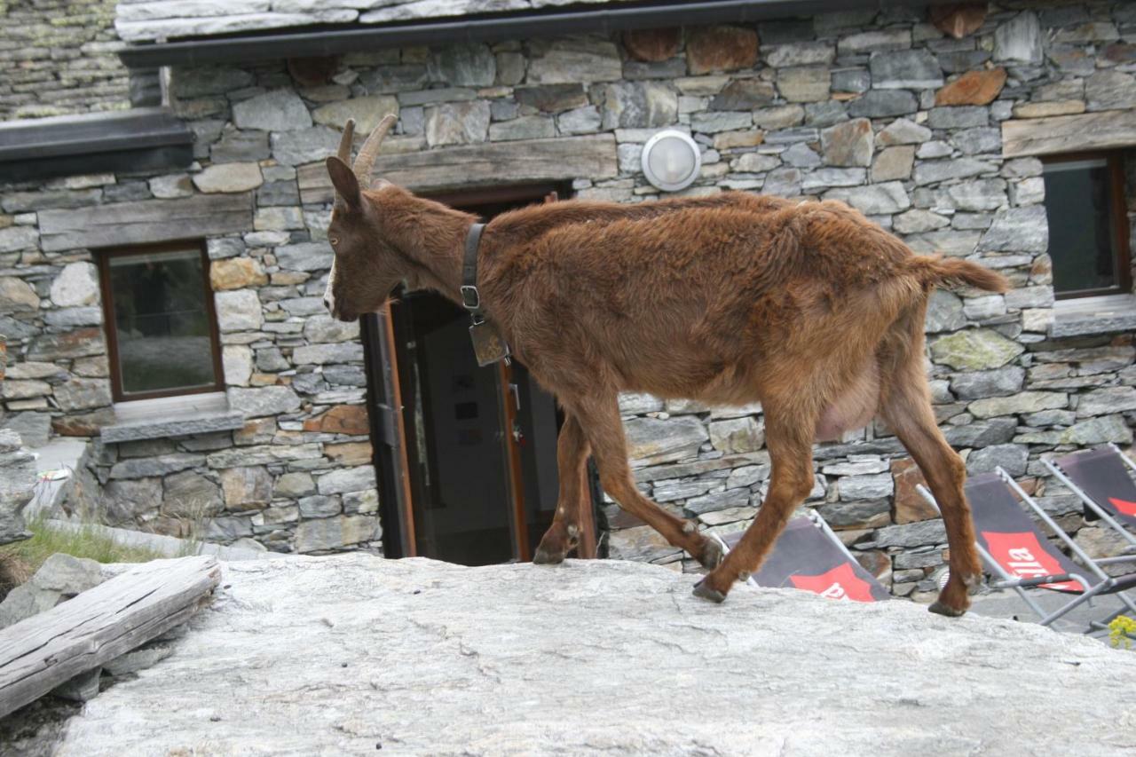 Agri Scinghioera Farm stay *