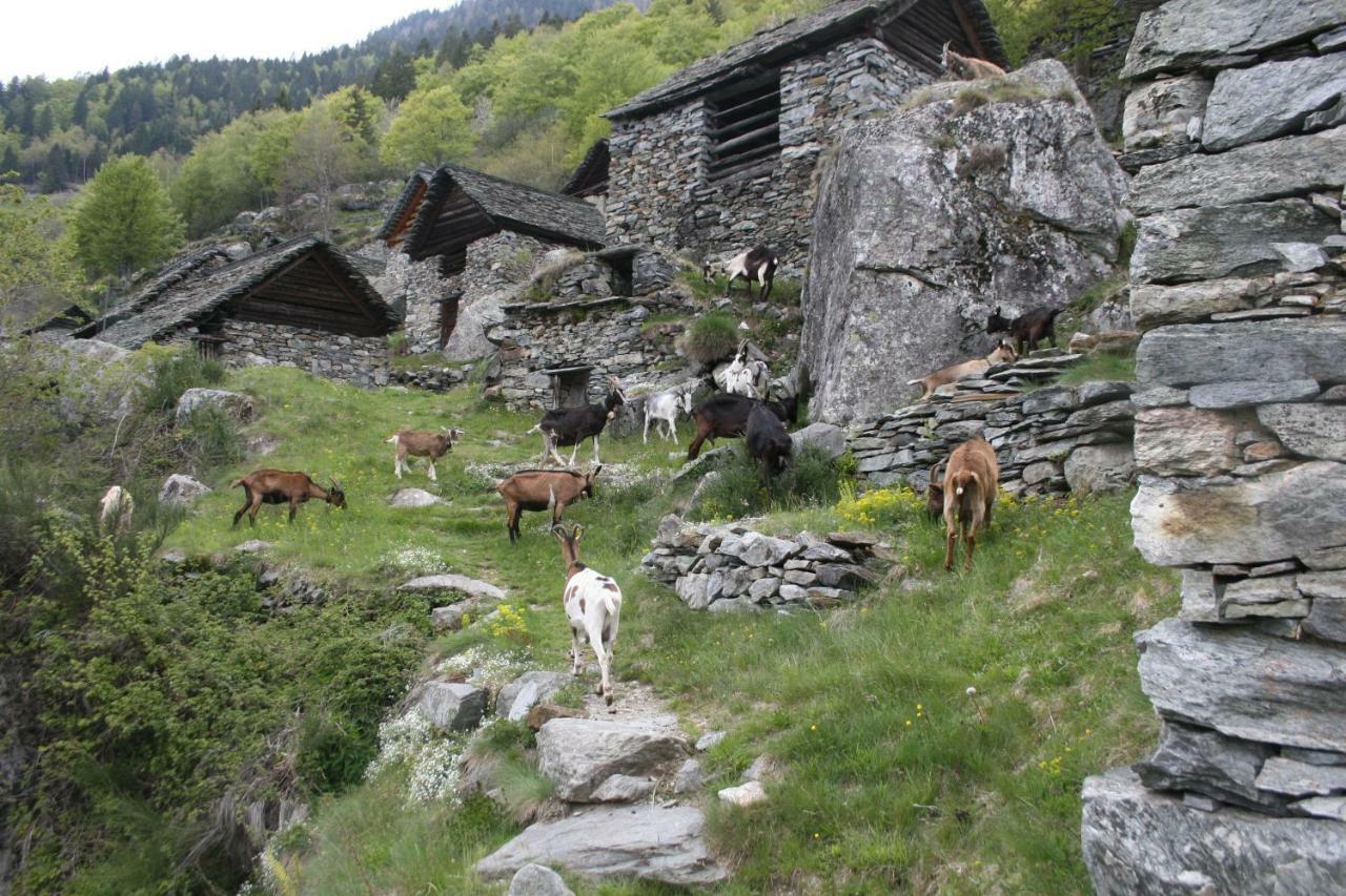 Agri Scinghioera Farm stay *