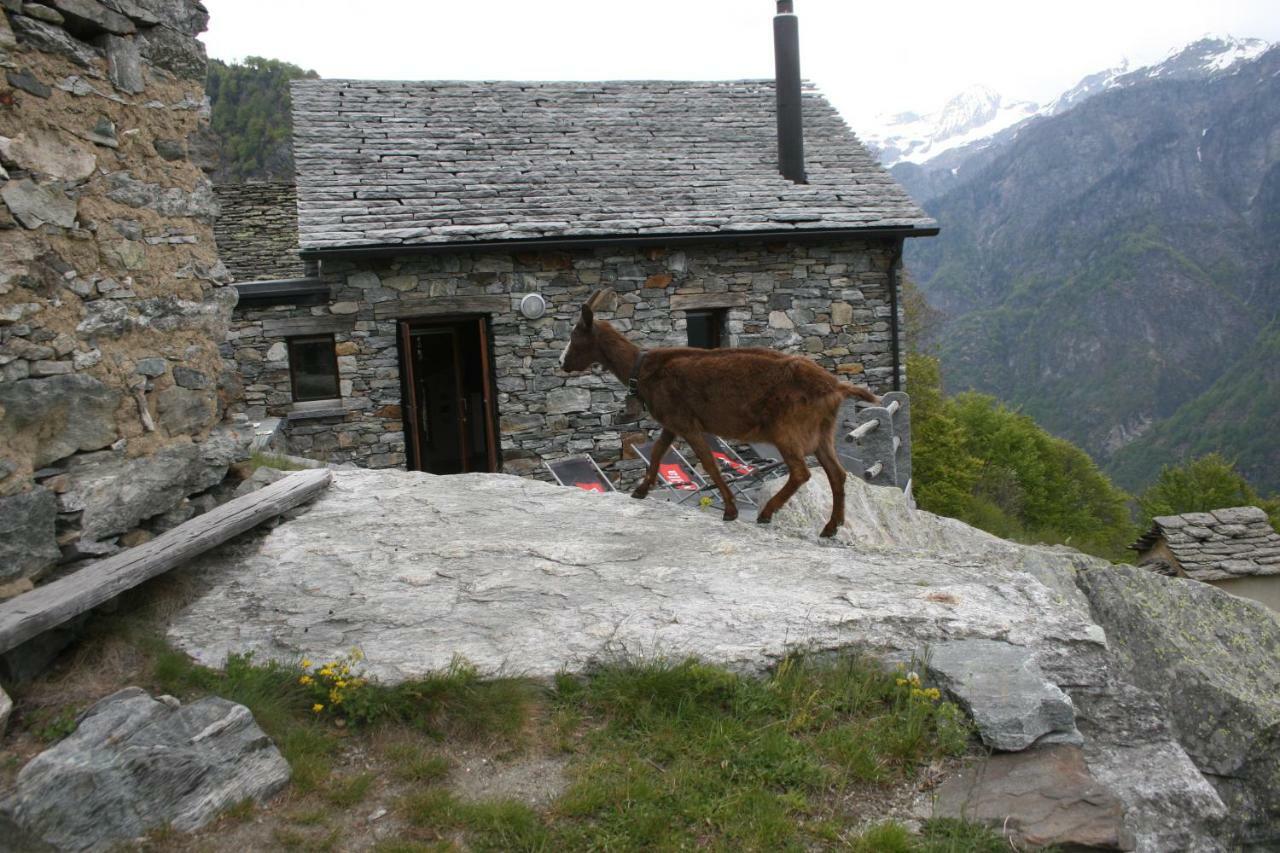 Farm stay Agri Scinghioera Brontallo